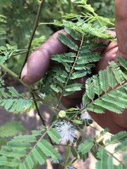 Mimosa pigra