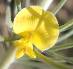 Aspalathus florifera