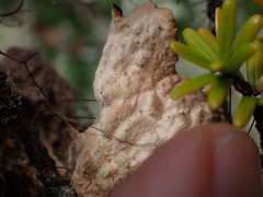 Lobaria