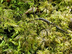 Hylocomium splendens