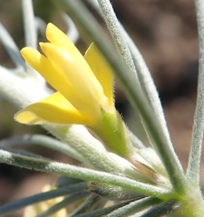 Aspalathus florifera