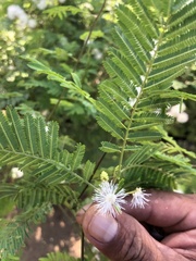 Mimosa pigra