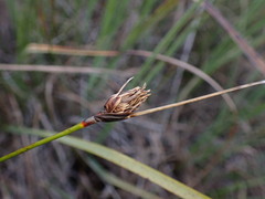 Schoenus nigricans