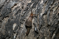 Stanisicarion freycineti