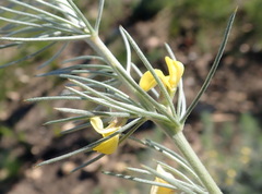 Aspalathus florifera