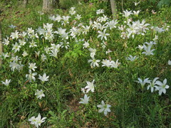 Zephyranthes atamasco
