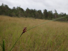 Schoenus nigricans
