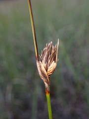 Schoenus nigricans