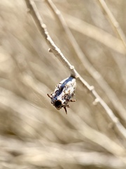 Rhopalomyia utahensis