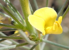 Aspalathus florifera