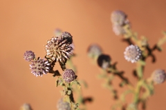 Pterocaulon sphacelatum