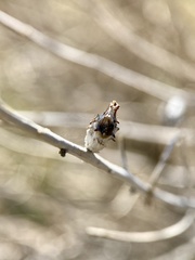 Rhopalomyia utahensis