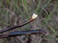 Schoenus nigricans