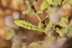 Pterocaulon sphacelatum