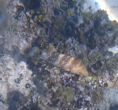 Cheilinus trilobatus