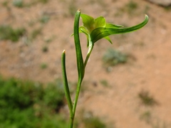 Colchicum dregei