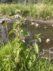 Mentha canadensis