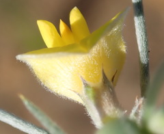 Aspalathus florifera