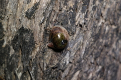 Stanisicarion freycineti