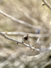 Rhopalomyia utahensis