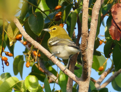 Vireo flavifrons