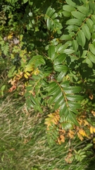 Sorbus decora