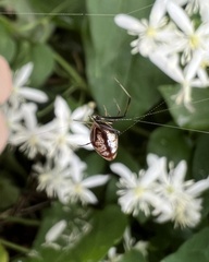 Argyrodes