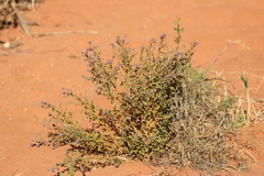 Pterocaulon sphacelatum