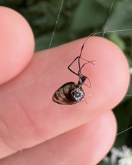 Argyrodes