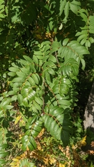 Sorbus decora