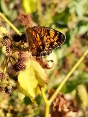 Phyciodes tharos