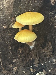 Pluteus chrysophlebius