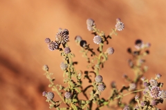 Pterocaulon sphacelatum