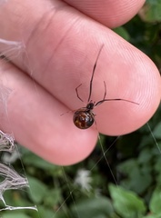 Argyrodes