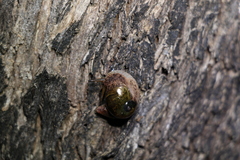 Stanisicarion freycineti