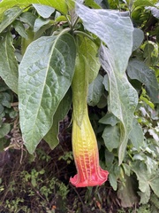 Brugmansia sanguinea