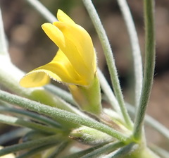 Aspalathus florifera