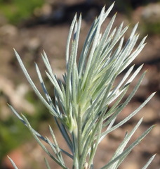 Aspalathus florifera