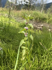 Mentha canadensis