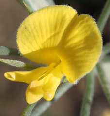 Aspalathus florifera