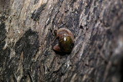 Stanisicarion freycineti