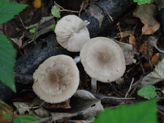 Coprinopsis melanthina