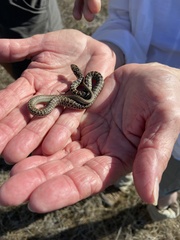 Coluber constrictor mormon