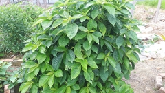 Strobilanthes crispus