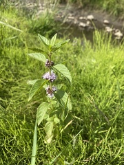 Mentha canadensis