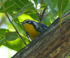 Setophaga dominica