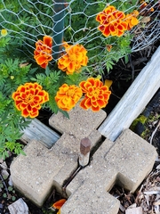 Tagetes erecta