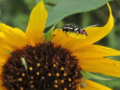 Acmaeodera disjuncta
