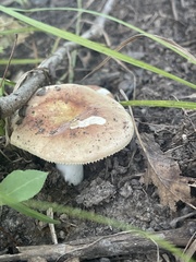Russula fragilis