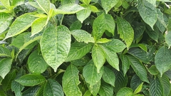 Strobilanthes crispus